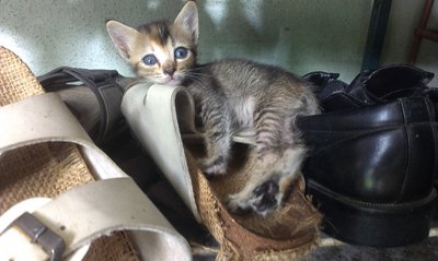 Grey Kitten - Tabby Cat