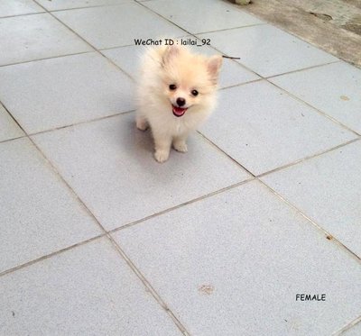 Pomeranian Puppy - Pomeranian Dog