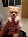 Pomeranian Puppy - Pomeranian Dog