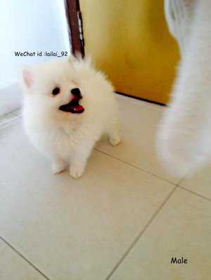 Lovely Pomeranian Puppyy - Pomeranian Dog