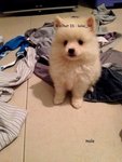 Lovely Pomeranian Puppyy - Pomeranian Dog