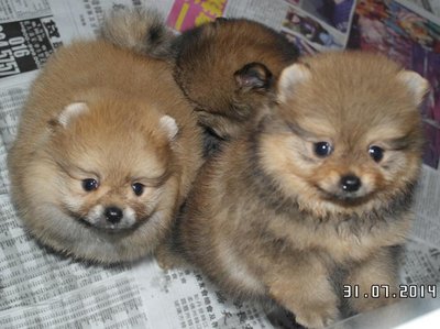 Pomeranian - Us Small Thick Coat - Pomeranian Dog