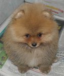 Pomeranian - Us Small Thick Coat - Pomeranian Dog