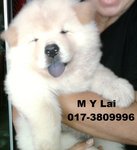 Chow Chow, Last 1 Puppy - Chow Chow Dog