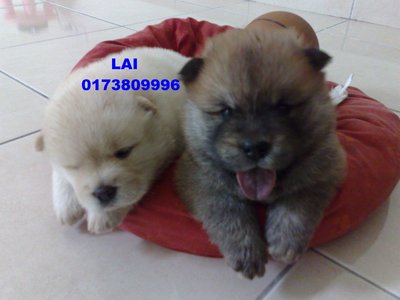 Chow Chow, Last 1 Puppy - Chow Chow Dog