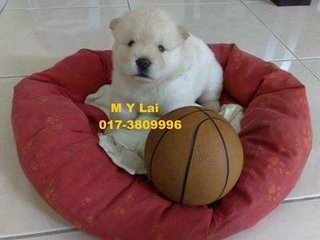 Chow Chow, Last 1 Puppy - Chow Chow Dog