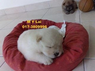 Chow Chow, Last 1 Puppy - Chow Chow Dog