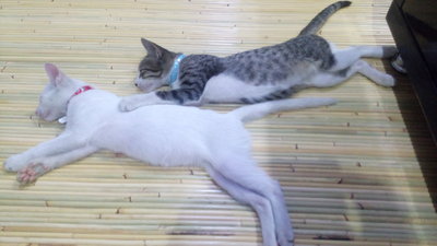 Alice &amp; Alan (Kuci &amp; Kucu) - Turkish Van Cat