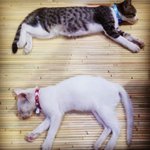 Alice &amp; Alan (Kuci &amp; Kucu) - Turkish Van Cat