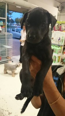 Hero - Mixed Breed Dog