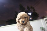 Short Leg Short Muzzle Tiny Poodle - Poodle Dog