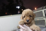 Short Leg Short Muzzle Tiny Poodle - Poodle Dog