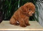 Toy Poodle - Poodle Dog