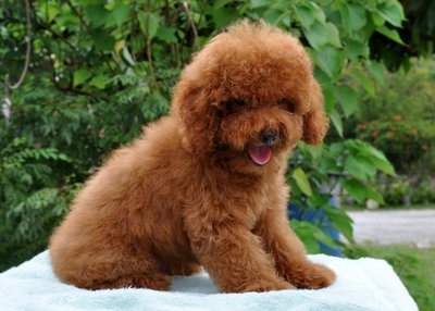 Toy Poodle - Poodle Dog