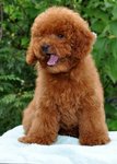 Toy Poodle - Poodle Dog