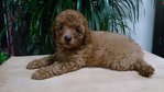 Puppy Toy Poodle - Poodle Dog