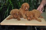 Puppy Toy Poodle - Poodle Dog