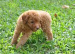 Puppy Toy Poodle - Poodle Dog