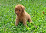 Puppy Toy Poodle - Poodle Dog