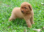 Puppy Toy Poodle - Poodle Dog