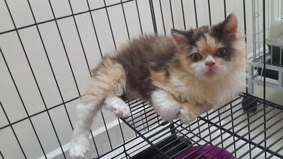 Chikita - Persian Cat