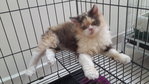 Chikita - Persian Cat