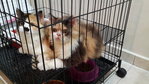 Chikita - Persian Cat