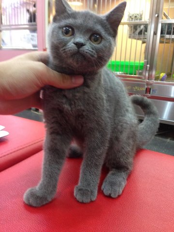 British Shorthair Direct Imported  - British Shorthair Cat