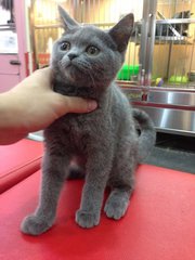 British Shorthair Direct Imported  - British Shorthair Cat