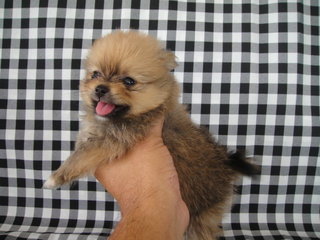 Ch Lines Pom - Pomeranian Dog