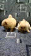 Ch Lines Pom - Pomeranian Dog