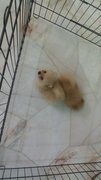 Ch Lines Pom - Pomeranian Dog