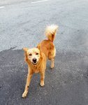 Hanson - Retriever Mix Dog