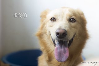 Hanson - Retriever Mix Dog