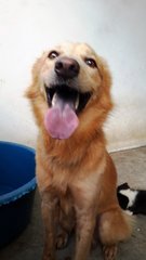 Hanson - Retriever Mix Dog