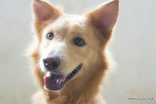 Hanson - Retriever Mix Dog