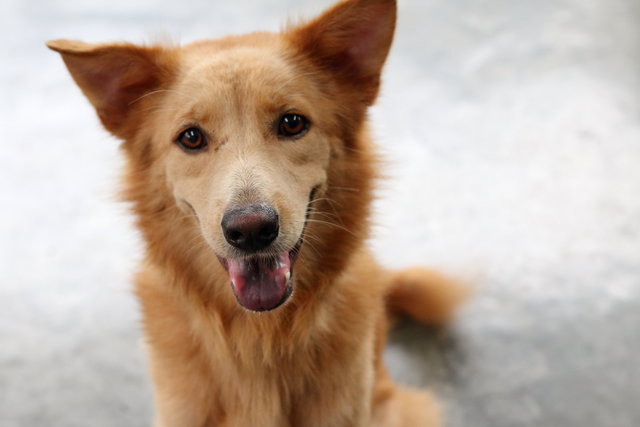 Hanson - Retriever Mix Dog