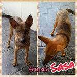 Sasa - Mixed Breed Dog