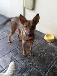 Sasa - Mixed Breed Dog