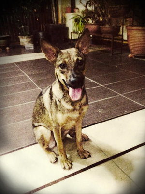 Sasa - Mixed Breed Dog