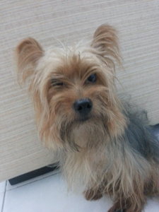 Idk - Yorkshire Terrier Dog