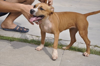 Yellow - Pit Bull Terrier + Staffordshire Bull Terrier Dog