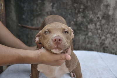 Monster - Pit Bull Terrier + Staffordshire Bull Terrier Dog