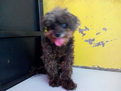 PF59583 - Poodle Dog