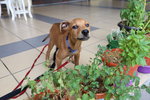 Zorro sniffing some herbs