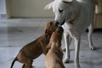 Our Spitz mix, Lady, fostering the pups