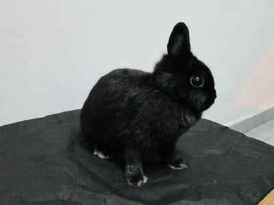 Netherland Dwarf Black Doe - Netherland Dwarf Rabbit