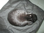 Netherland Dwarf Black Doe - Netherland Dwarf Rabbit