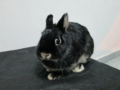 Netherland Dwarf Doe - Otter Black  - Netherland Dwarf Rabbit