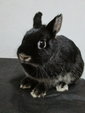 Netherland Dwarf Doe - Otter Black  - Netherland Dwarf Rabbit